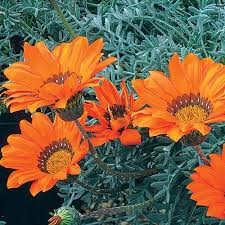 Image result for Gazania krebsiana