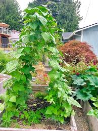 Beans climb by twining their stalks around poles, strings or whatever they can find to help them reach for the sun. Diy Trellis Diy Garden Trellis Sustainable Cooks