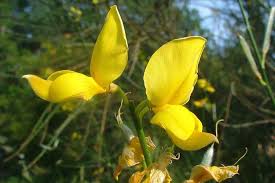 Image result for Aptosimum junceum