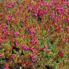 Image result for Erica wildii