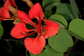 Image result for Bauhinia galpinii