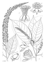 Image result for Hilleria latifolia