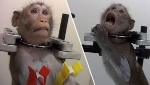 Semua tulisan yang dimuat disini mungkin tidak sepenuhnya memberikan informasi yang akurat. Barbar Binatang Binatang Malang Ini Dipakai Sebagai Eksperimen Secara Kejam Mongabay Co Id