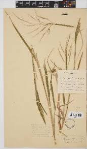 Image result for Panicum subalbidum