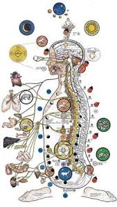 The only anatomy atlas illustrated by physicians, atlas of human anatomy, 7th edition, brings you this 6th edition of anatomy: 68 Best Subtle Anatomy Of The Biofield Ideas Subtle Anatomy Anatomy Subtle