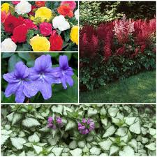 Schattenpflanzen In Prachtvollen Farben Fur Einen Magischen Garten Schattenpflanzen Pflanzen Pflanzen Schatten