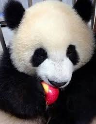 Pin On Panda