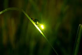 Морена баккарин, адам болдуин, джюэл стэйт и др. Firefly Viewing In Uji 2021 May June Events In Kyoto Japan Travel