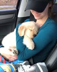 sweet dreams animals sevimli hayvan yavrulari yavru kopek sevimli kopek yavrulari