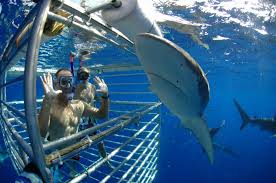 Shark Cage Diving in Oahu | Swim With Sharks