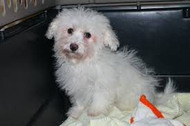 These havanese puppies are intelligent, gentle, and friendly. More Than A Dozen Havanese Dogs Including Puppies Rescued Seeking Adoption At Pspca Phillyvoice