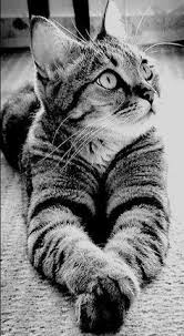 Black And White Tabby Cat Idea By Nanberrysoda On Black White Cats Cute Cats Tabby Cat