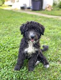 So, how much does an aussiedoodle puppy cost? Aussiedoodle Dog Breed Information And Characteristics Daily Paws