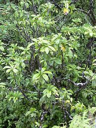 Check spelling or type a new query. Pisonia Wikipedia