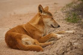 Yes The Dingo Ate Your Baby Going For Gusto