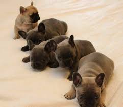 Oregon ,frenchbulldogs for sale, oregon french bulldogs,oregon dog breeder eugene oregon Fleur De King French Bulldogs Cane Corsos Home Facebook