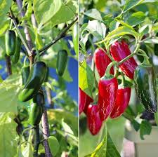 If planting from seeds, peppers will need to be started indoors in trays, at least 10 weeks before outdoor planting time. Growing Jalapeno Hydroponically A Full Guide Gardening Tips