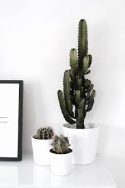 Opuntias (prickly pears) were used for a variety of stone carving from chavín de huantar, dated to circa 1000 bc, showing a figure carrying what is. 10 Chill Indoor Plants For Minimalist Homes Plants Indoor Plants Cool Plants