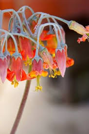We compiled 29 orange flowers with their care instructions so that you can bring cheer and brightness to your garden. 190 Best Blooming Succulents Ideas In 2021 Blooming Succulents Flowering Succulents Succulents
