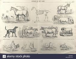 A Chart Of Farm Animals Consisting Of Quadrupeds Horse