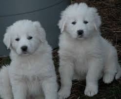 Akbash Dog Turkish Shepherd Akbas Coban Kopegi Akbas Coban Kopegi Akbash Dog Akbash Huge Dog Breeds