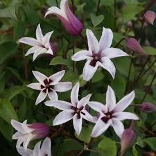 The late bloomers unlike other types of clematis, group 3 blooms on new wood (which means the current season's growth; Buy Clematis Group 3 Clematis Princess Kate Zoprika Pbr