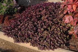 Join the club to manage your garden. Alternanthera Dentata Joseph S Coat Upright Calico Plant North Carolina Extension Gardener Plant Toolbox