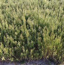 Image result for Bromus