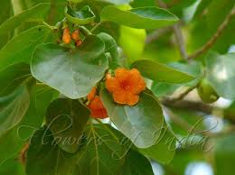 Image result for Cordia subcordata