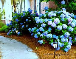 Fiddle Leaf Fig Knock Out Rose And The Hydrangea Endless Summer Hydrangea Summer Hydrangeas Lawn And Garden