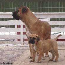 Texans open their big hearts to their beautiful canine family members and welcome them into their homes. Puppyfind Boerboel Puppies For Sale