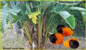 عصفور الجنة الكبير او الموز البري strelitzia nicolai نبات الزينة النبات معلومان عامه معلوماتية plants