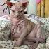 Sphynx Cats and Kittens for sale in the UK | Pets4Homes