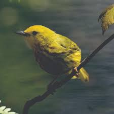 Image result for Vangueria proschii