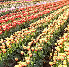 Tighten the bonds of the relationship with your loved ones as you order online gifts to india by country gifts from usa gift delivery from uk gifts from canada gift delivery from uae send gift from australia send gift from. Aircargo Update India S Blooming Business Of Scented Flowers