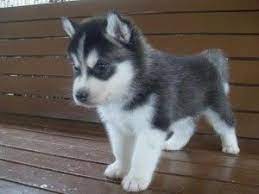 White And Black Siberian Husky Puppies Are For Sale In East Sussex Uk Siberian Husky Husky Puppy Siberian Husky Puppies