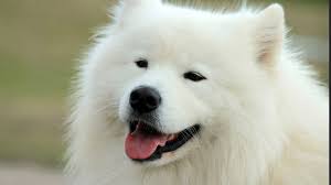 If you are looking to adopt a pup and big on petting, squeezing, and hugging, i've shortlisted the best choices to consider. 14 Small White Dog Breeds Fluffy Little White Dogs