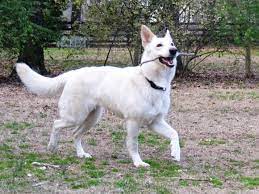 Aug 01, 2020 · for a german shepherd crossed with a border collie, puppies cost up to $950 while a poodle cross can cost up to $900. This Is Shiro A Three Year Old White German Shepherd Dog She Is Available For Adoption White German Shepherd German Shepherd Dogs Dogs And Puppies
