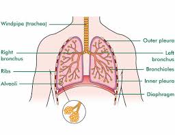 On the left side, this includes your heart, left lung, pancreas, spleen, stomach, and left kidney. How The Lungs And Respiratory System Work With Diagrams Macmillan Cancer Support