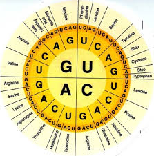 Codon Chart Genetics 100