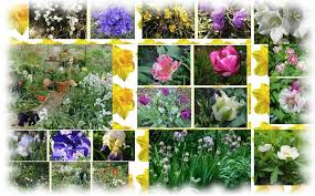 Die traubenhyazinthen sind winterhart und mehrjährig und werden jedes jahr aus neue den garten blau färben. Fotogalerie Impressionen Aus Unserem Privatgarten Fruhlingspflanzen