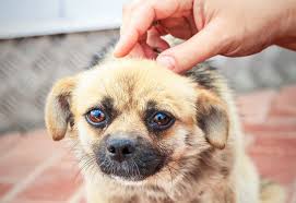 Listen to fear free pets with forty episodes, free! Dog Owners To Pet Or Not To Pet During Thunderstorms Or Fireworks Illis Abc