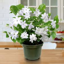 Image result for Jasminum schimperi