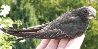 Результат пошуку зображень за запитом "стриж"