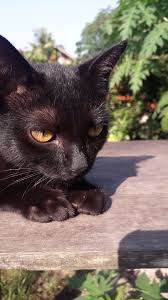 Kucing hitam bisa berubah warna. Kucing Kucinghitam Indonesia Cat Sg Sw Stories Quotes Kucing Hitam