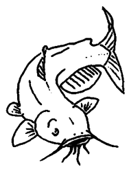 Channel Catfish Coloring Pages Best Place To Color Channel Catfish Coloring Pages Drawings