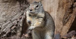 Image result for squirrel poop