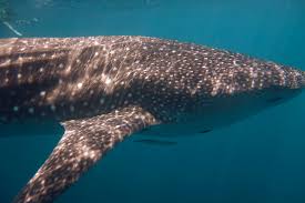 Se spune ca are 9 vieti dar oare care e adevarata medie de varsta a pisicilor? Rechinul BalenÄƒ Rhincodon Typus O Specie Veche De Peste 16 Metri DeÈ™tepÈ›i Ro