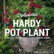 These are my 20 favorite picks for cold hardy plants. Dipladenias Hardy Flowering Plants Good For Pots About The Garden Magazine