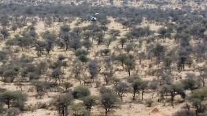 Image result for Phaeoptilum spinosum